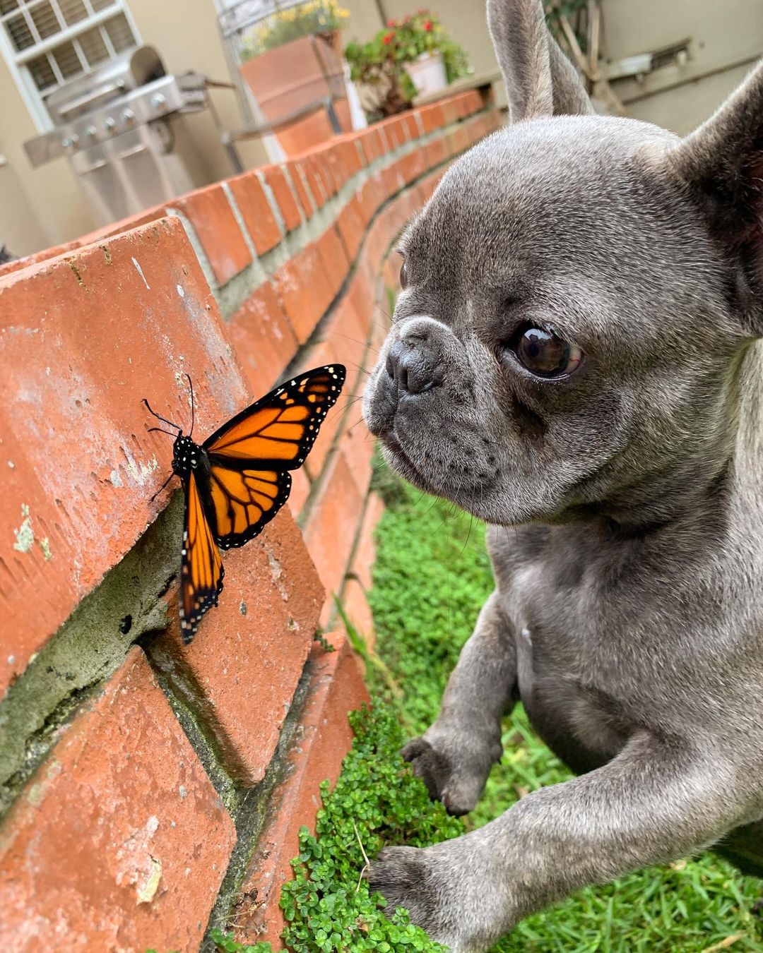 Perro y mariposa
