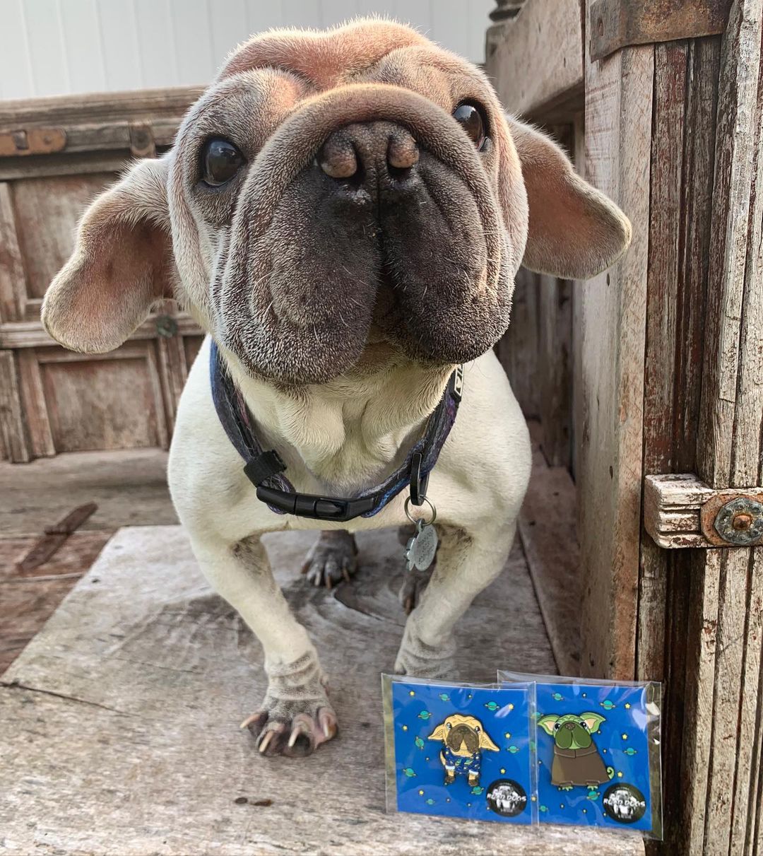 Perro posando para foto