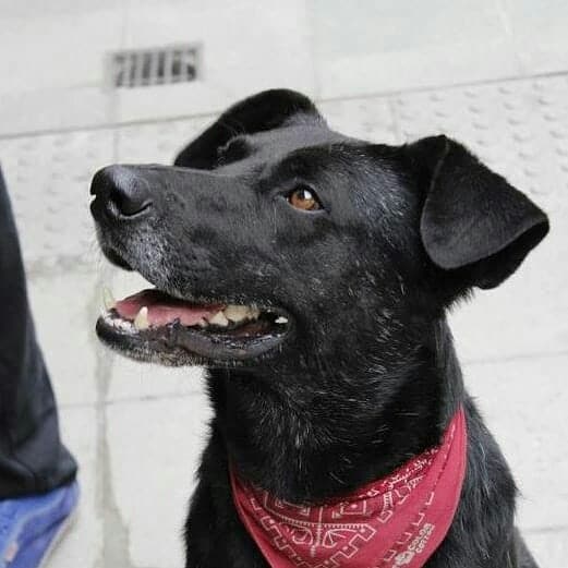 El Negro Matapacos, Perro de la Década