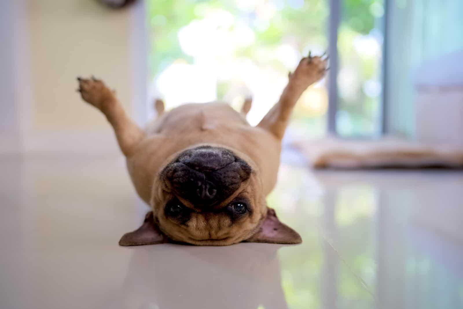 Bulldog francés tumbado de espaldas en interior.
