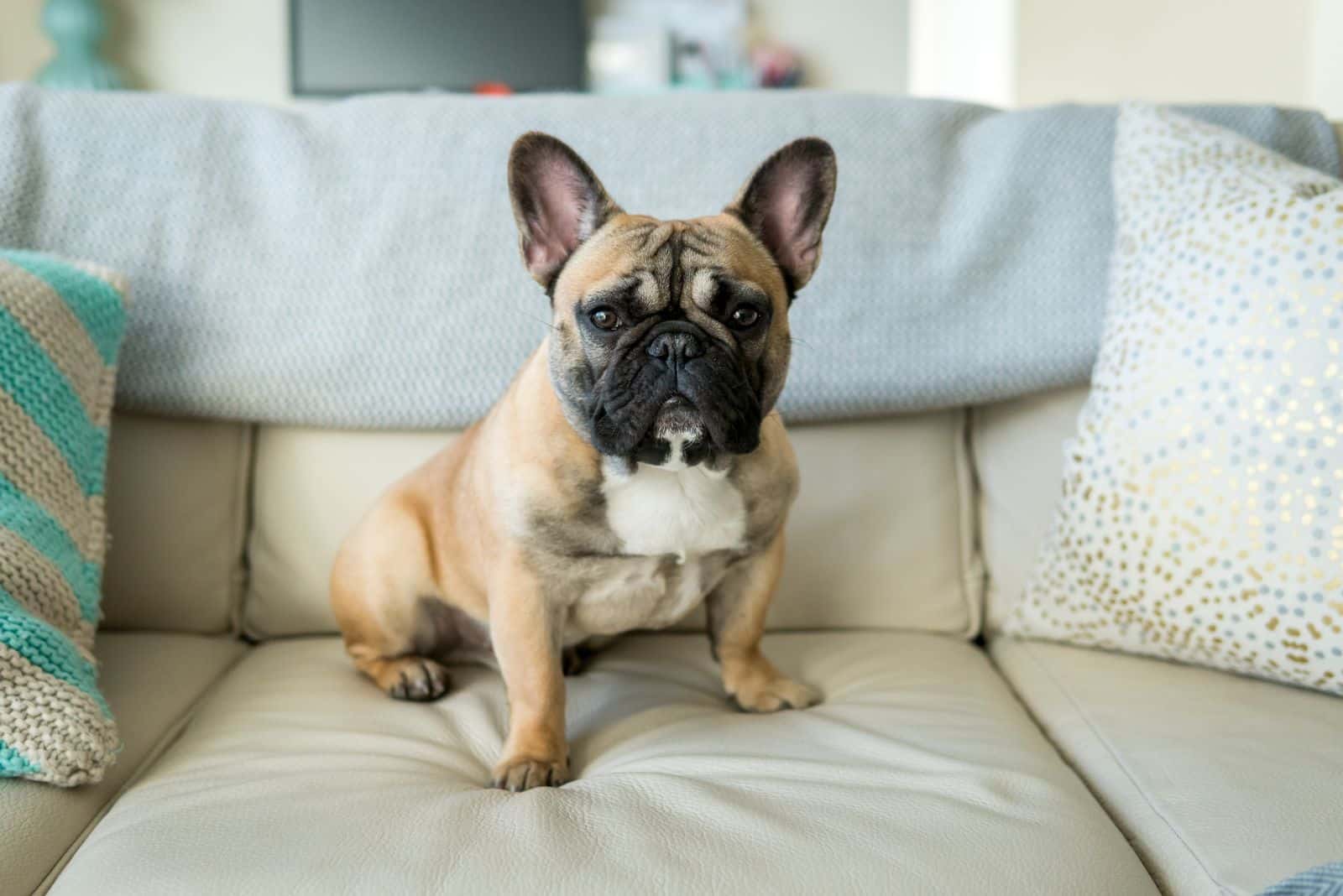 Bulldog francés sentado en el sofá