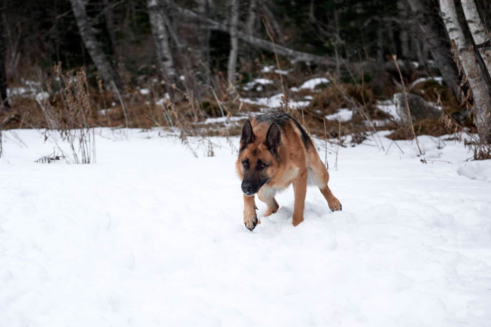 Pastor Alemán negro y rojo de paseo y orinando en la nieve de invierno