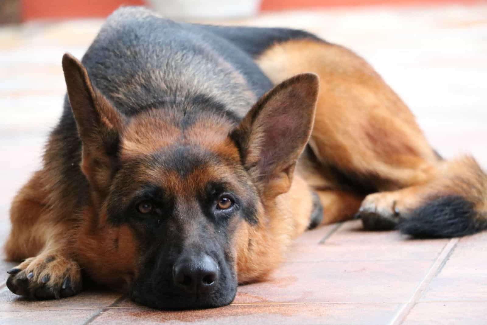 Perro Pastor Alemán acostado