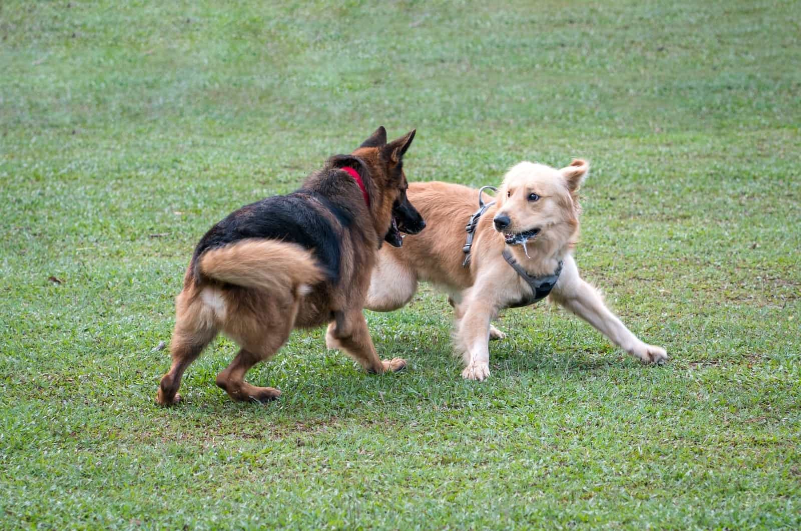 Pastor alemán jugando con perro