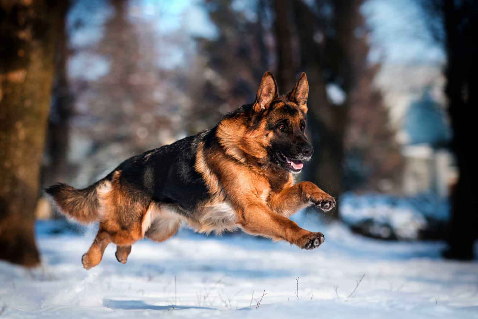 Pastores Alemanes corriendo en la nieve