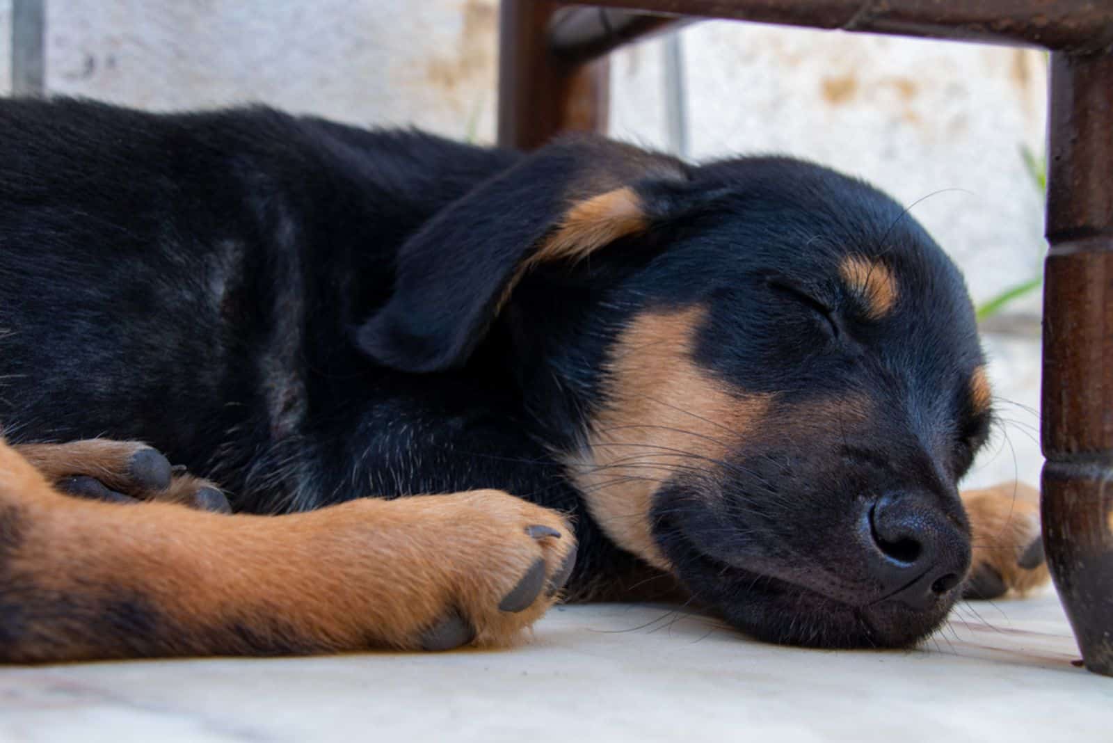 Cachorro de Pastor alemán durmiendo