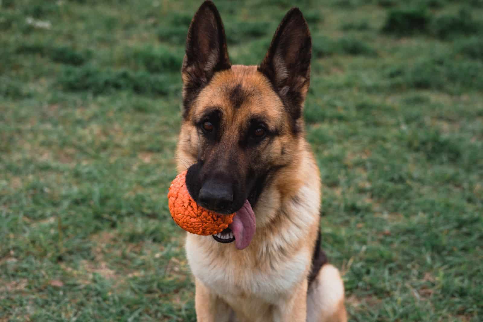 pastor alemán con una pelota.