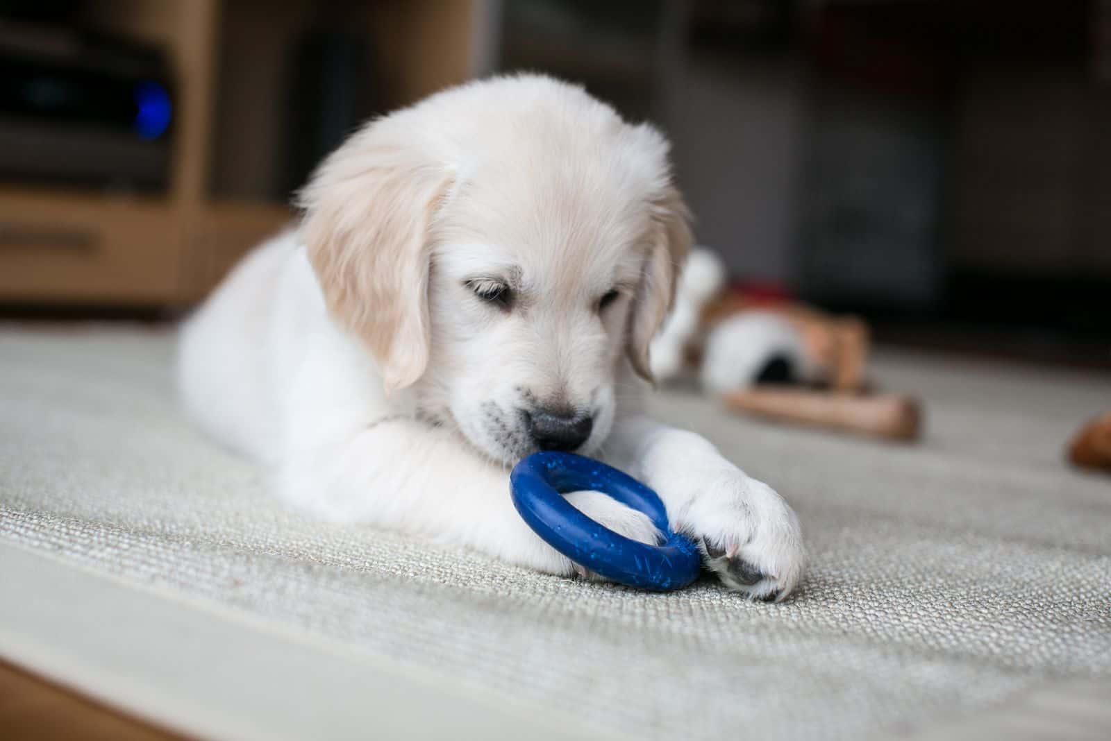 Cachorro de golden retriever jugando en casa sobre una alfombra