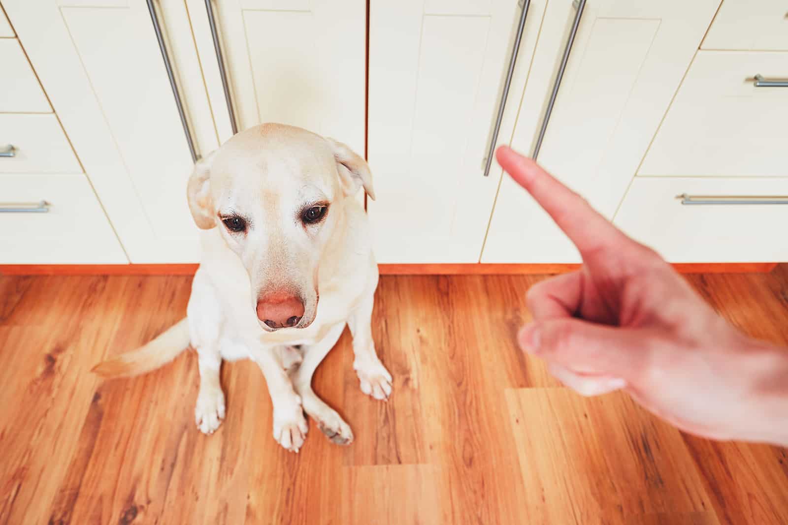 Mano de hombre y perro culpable en casa