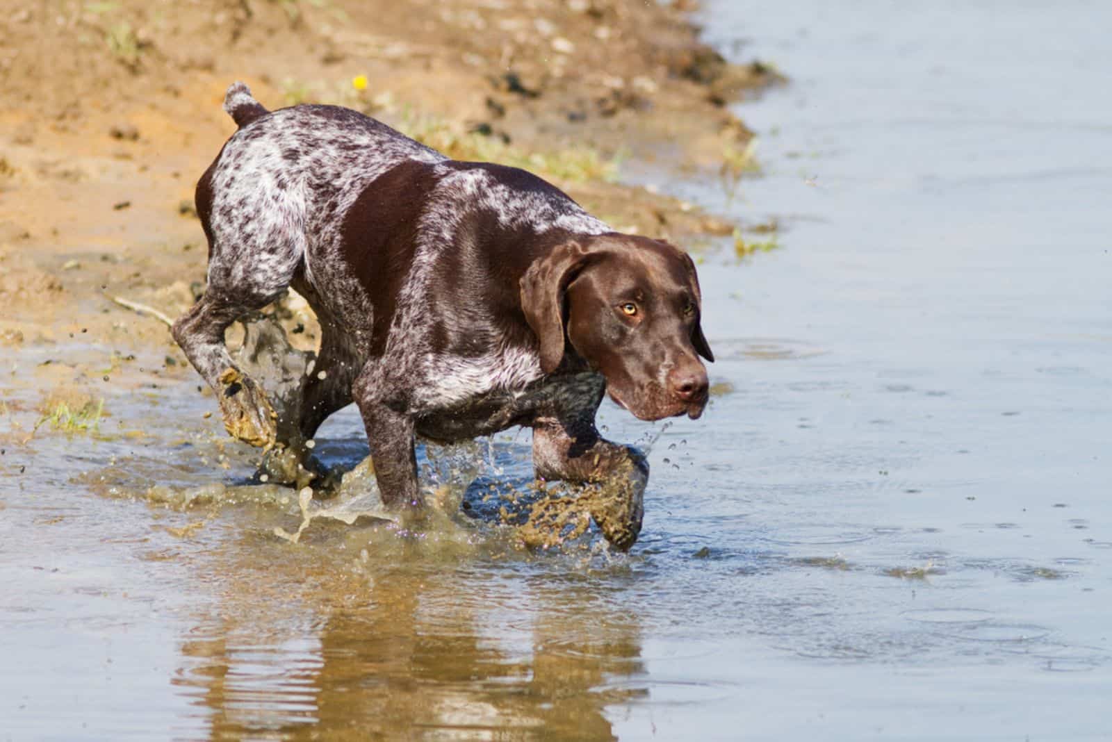 Perro de caza en el agua