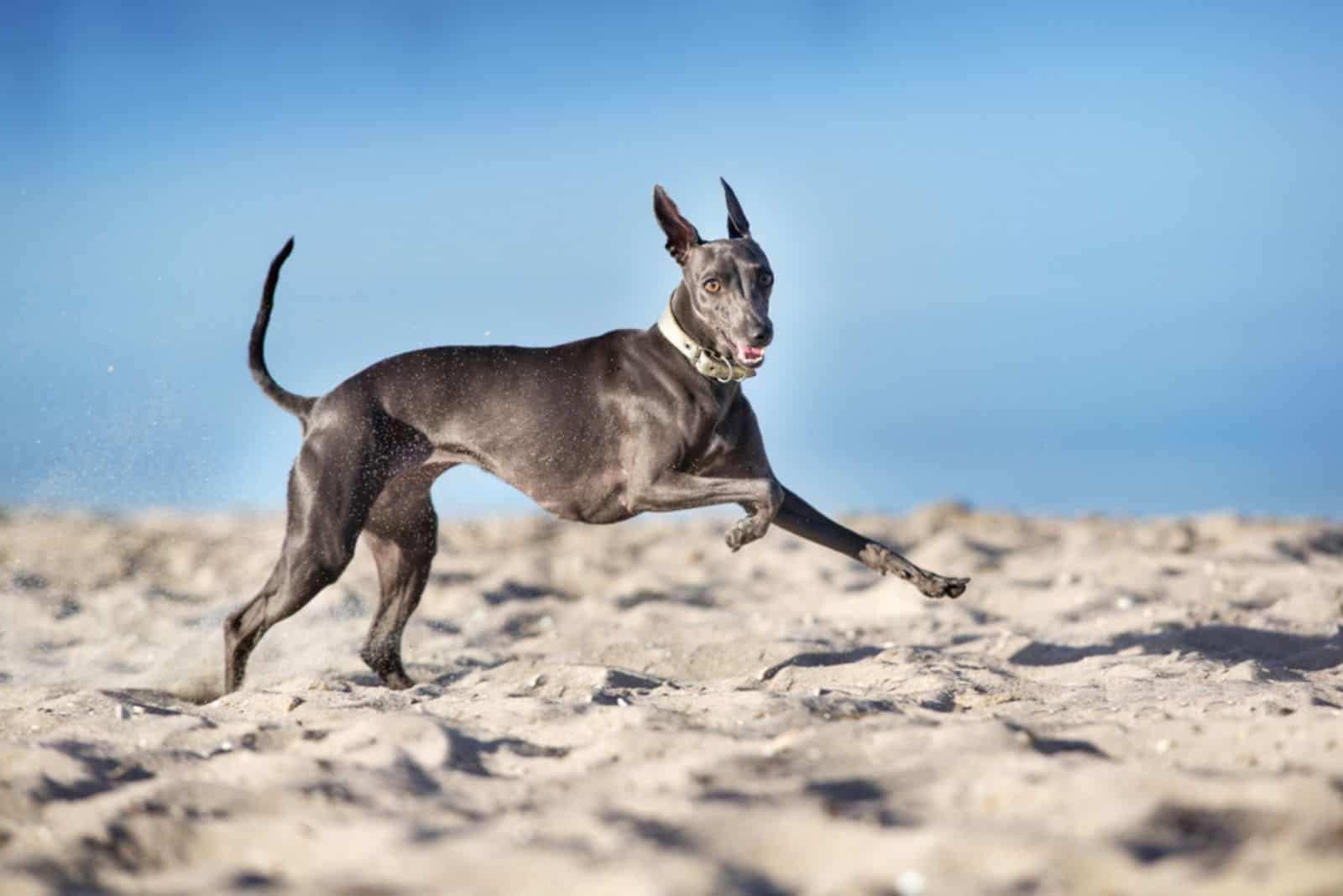 galgo italiano corriendo en la orilla del río sobre la arena