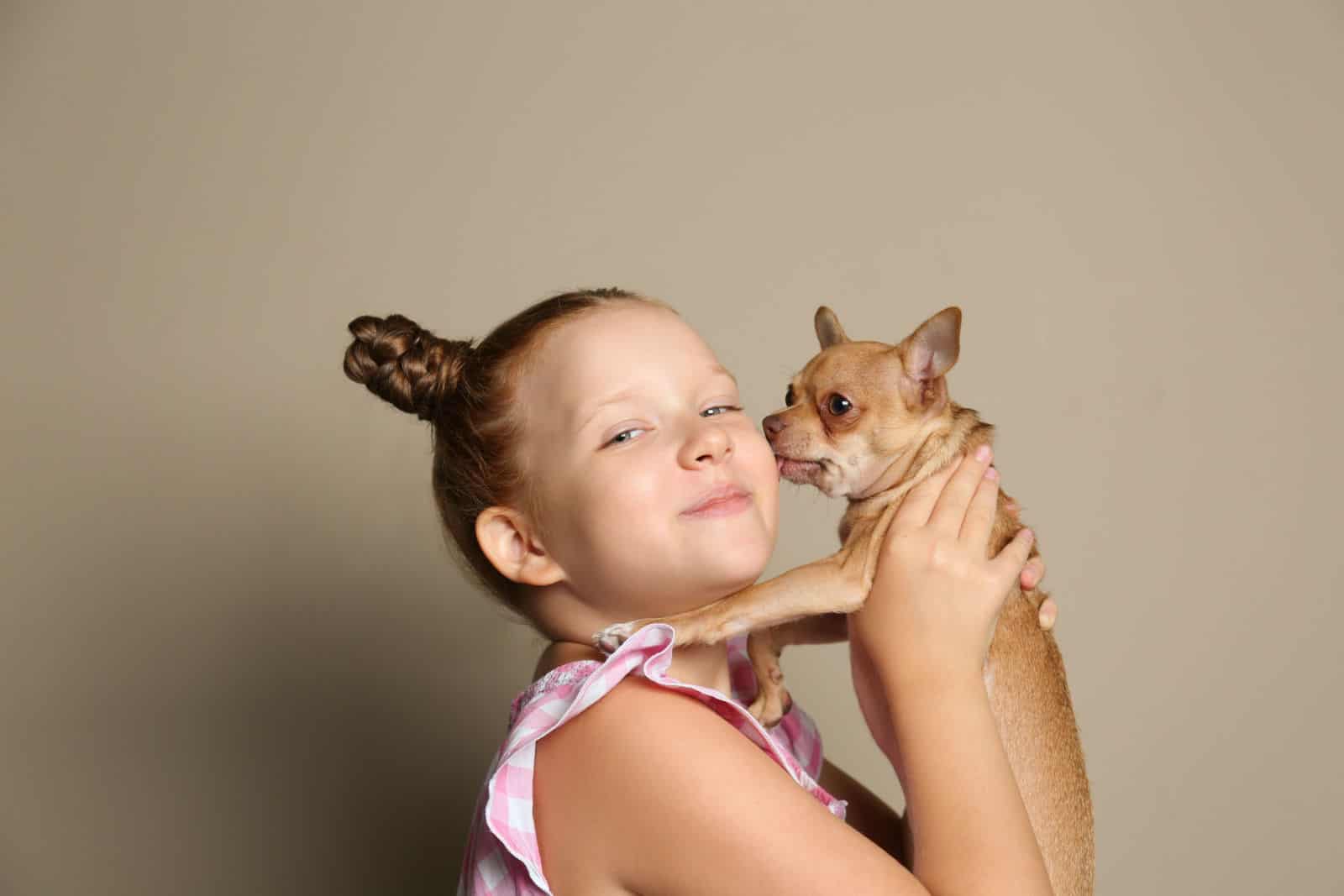 Niña pequeña con su perro Chihuahua sobre fondo gris