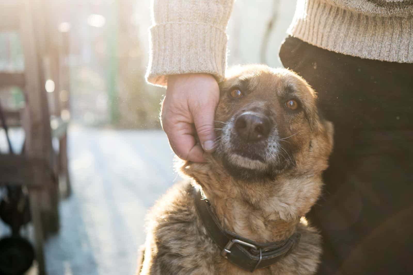 Hombre y su perro pastor alemán