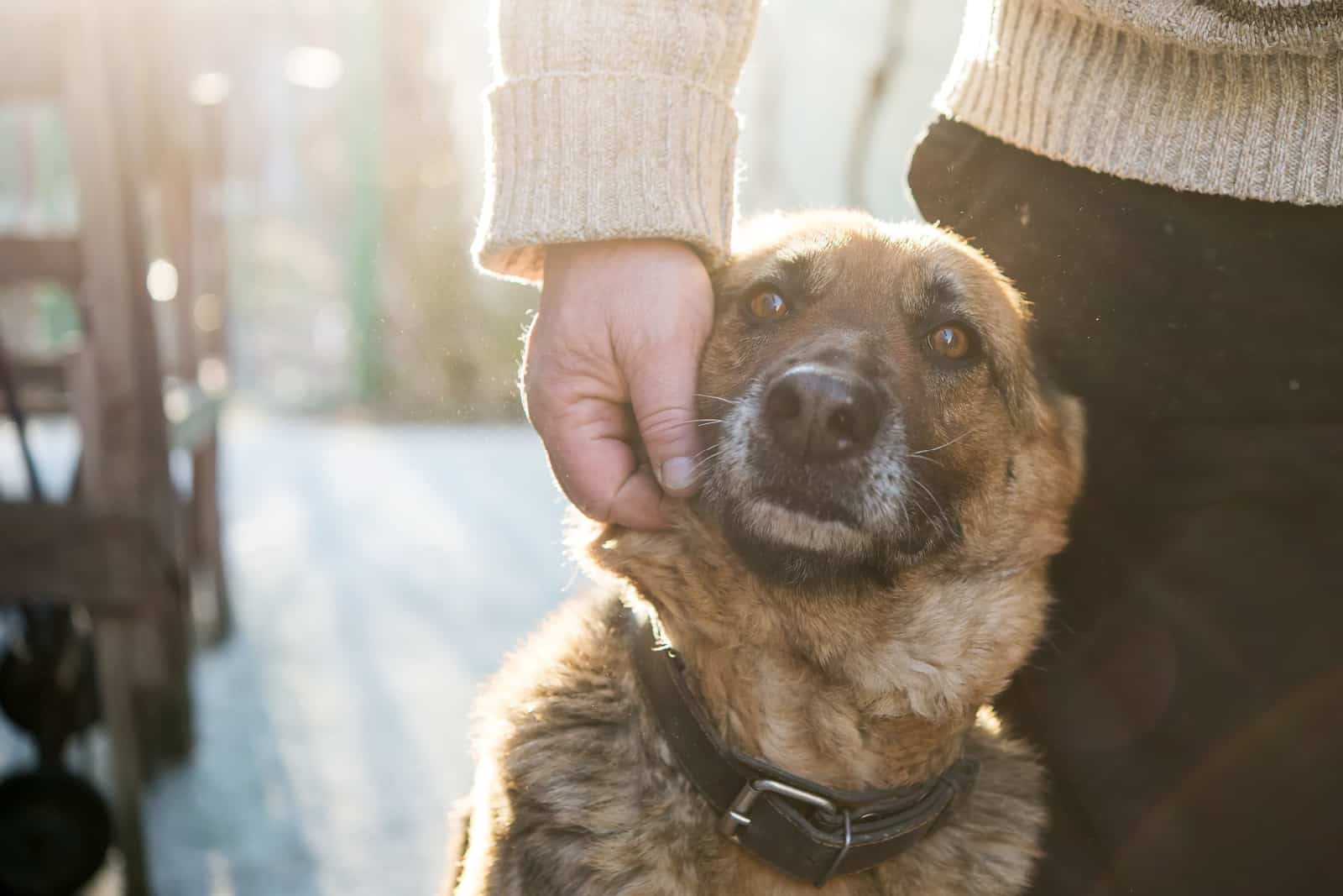 Hombre y su perro pastor alemán