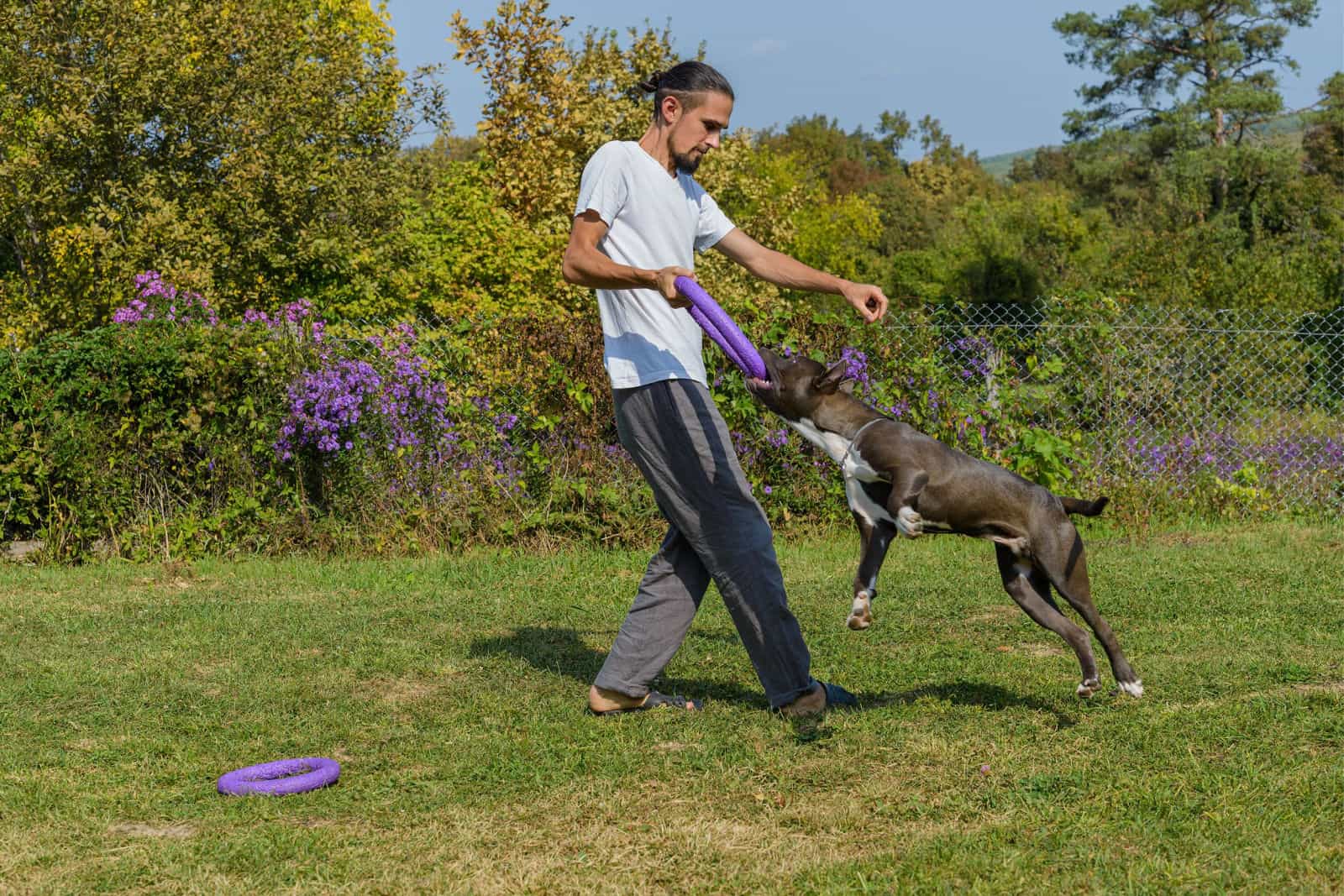 Hombre entrenando American Staffordshire Terrier al aire libre