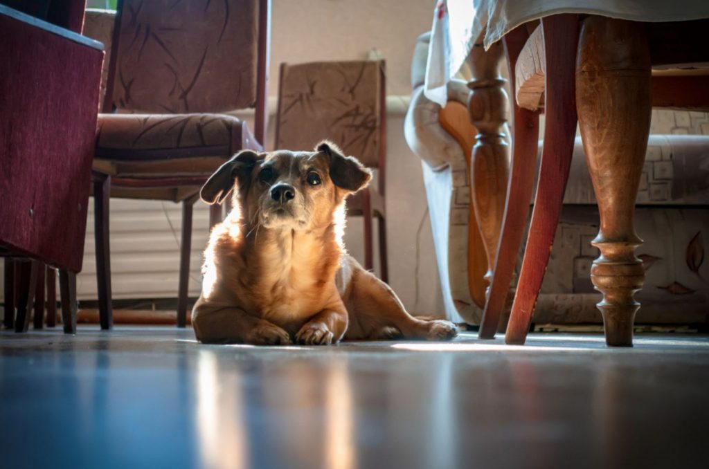 perro tumbado en la habitación escuchando el ruido afuera