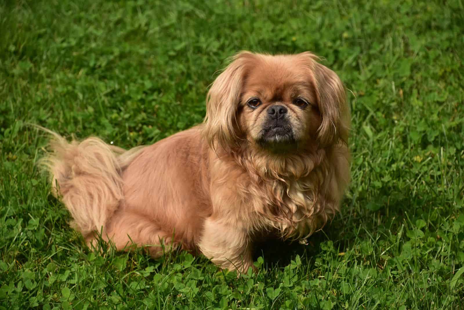 Pekingese sentado en la hierba
