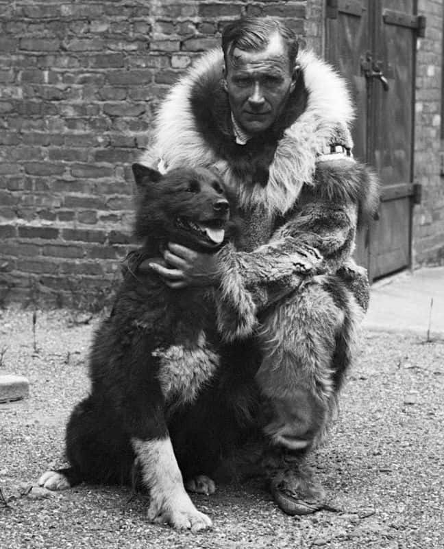 Foto de Balto, un perro famoso en la historia