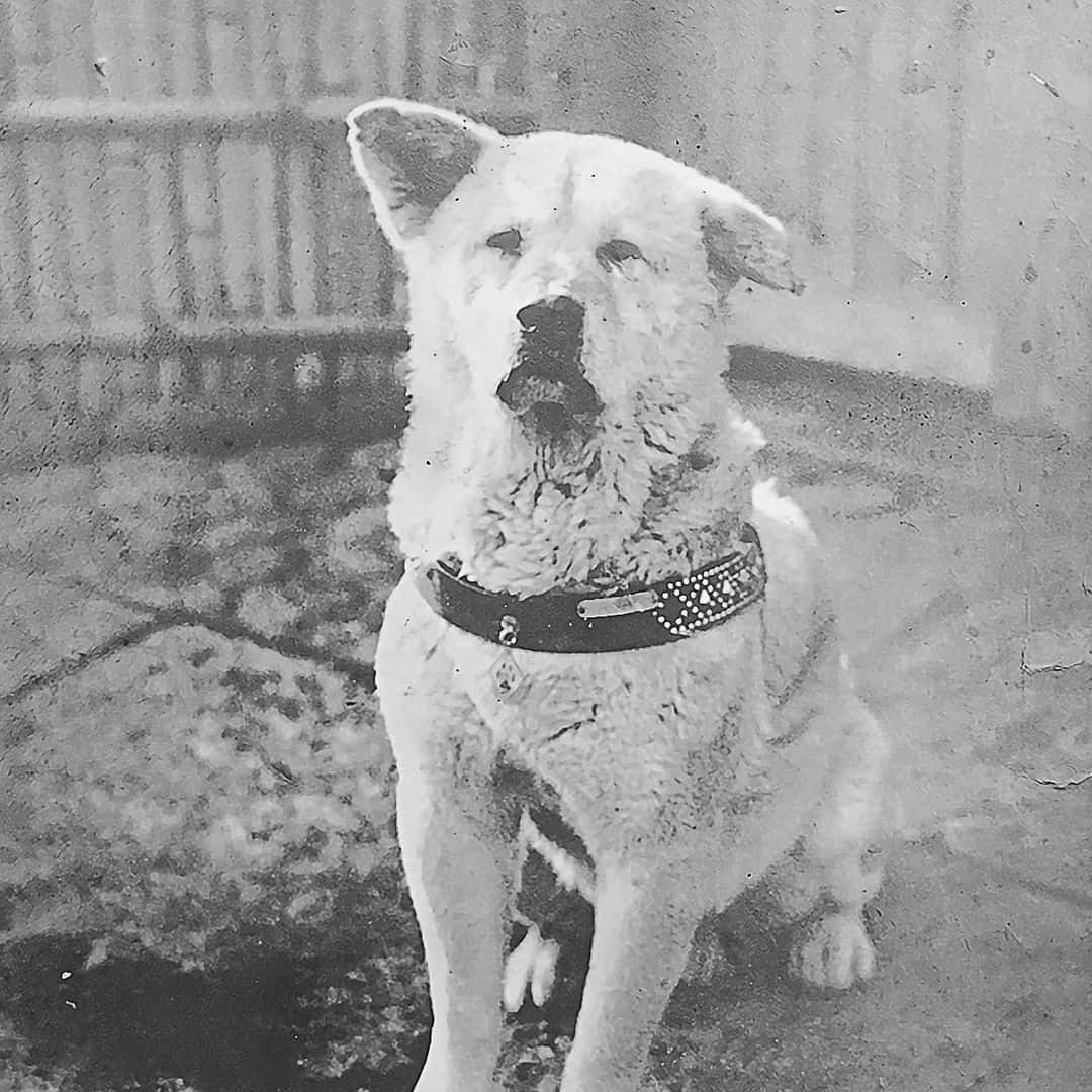 Foto de un famoso akita Hatchikō