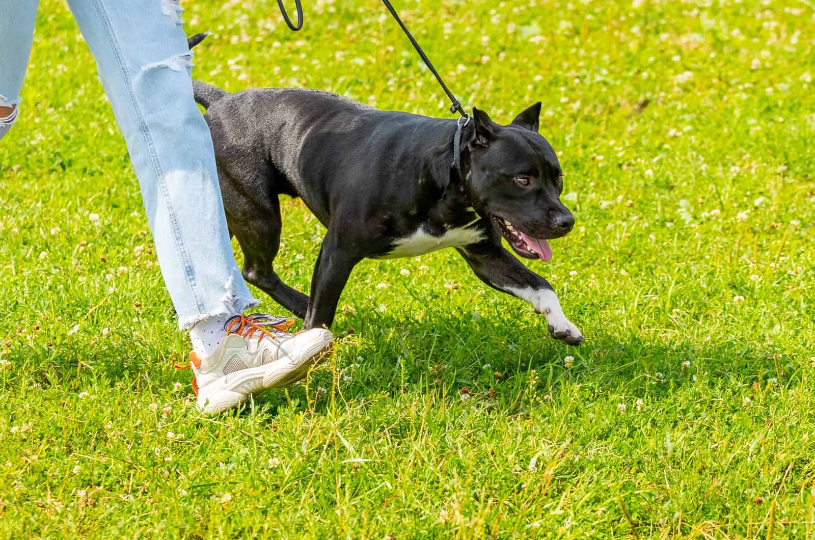 Pit Bull caminando con su dueño