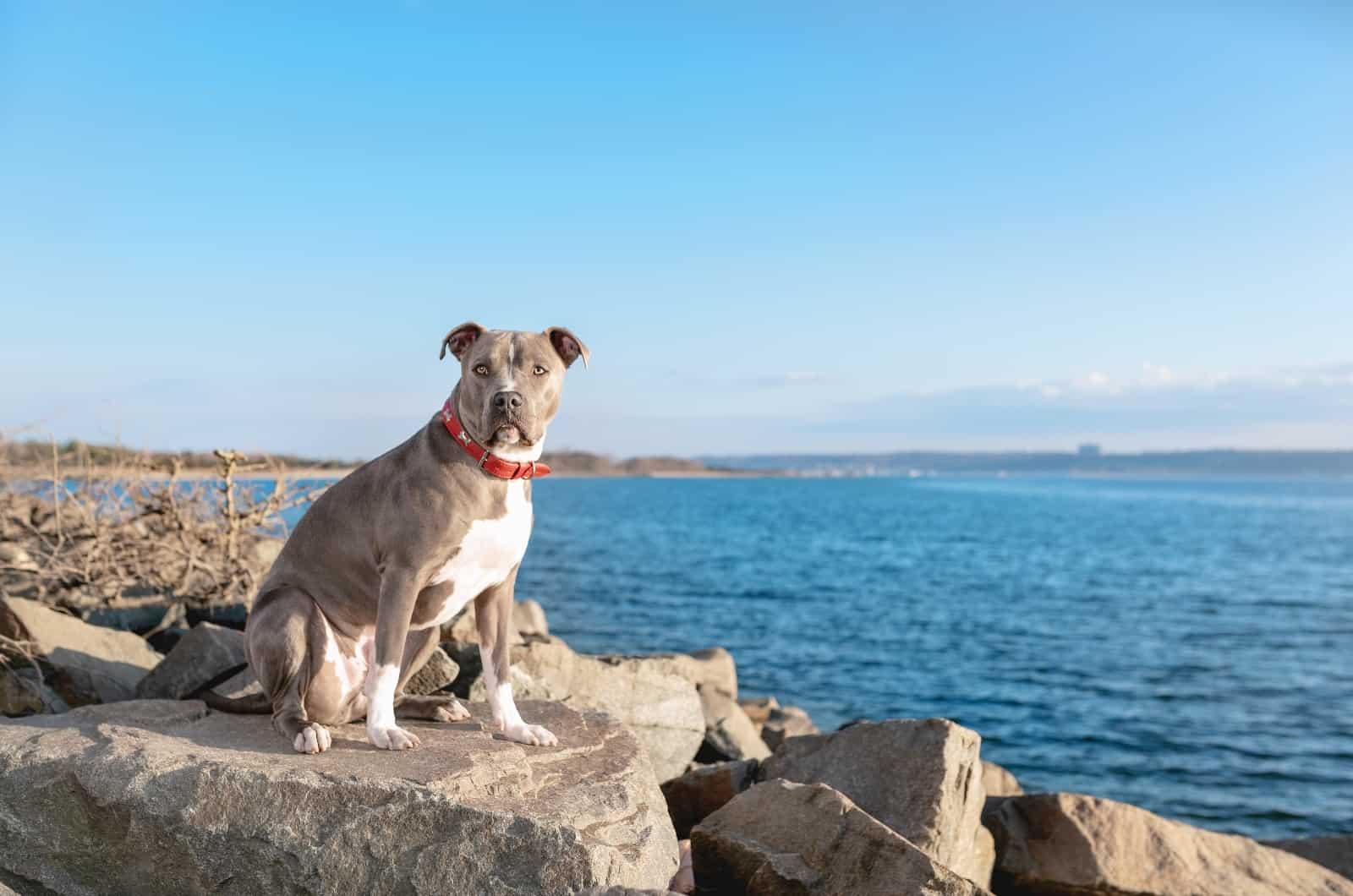 Pitbull sentado junto al mar