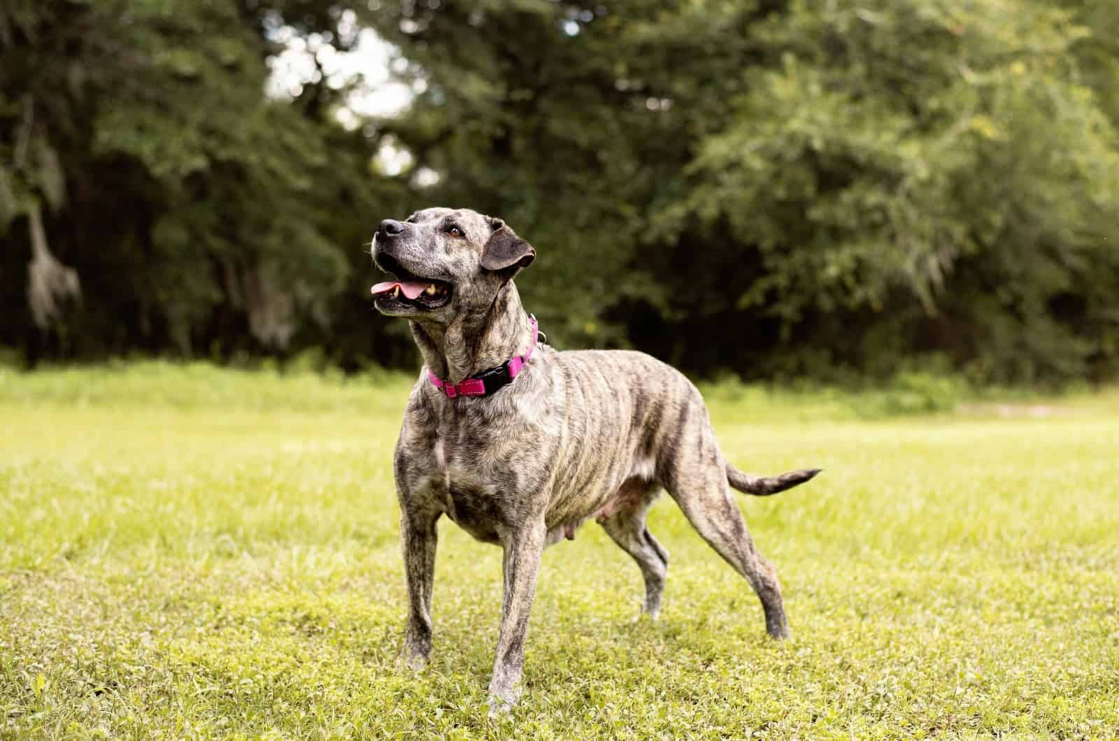 Pitbull de pie sobre el césped