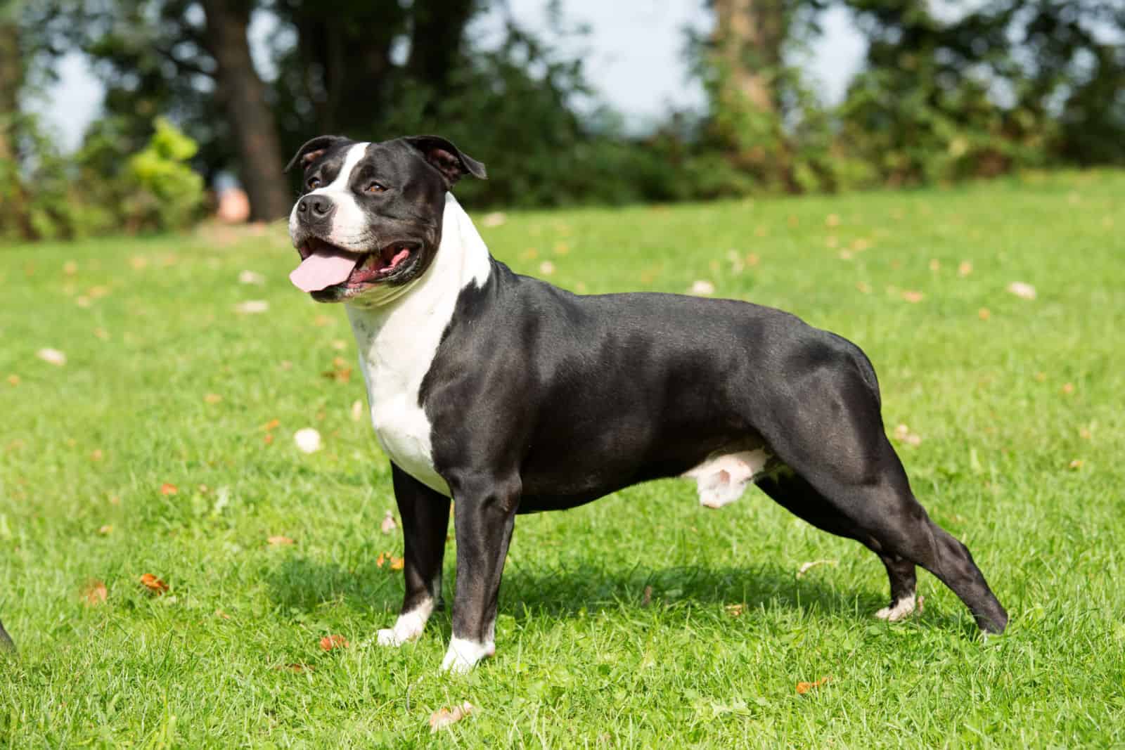 Retrato de un bonito american staffordshire terrier