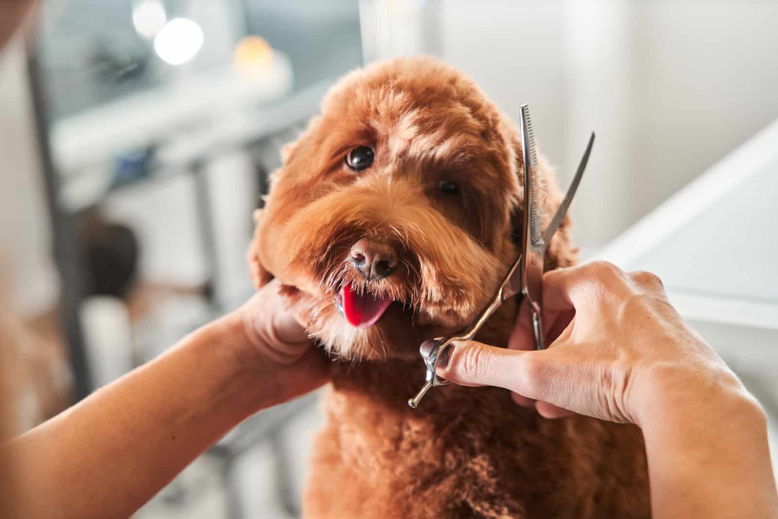 Peluquero profesional corta el pelaje con tijeras y cortadora en el pequeño perro labradoodle sonriente