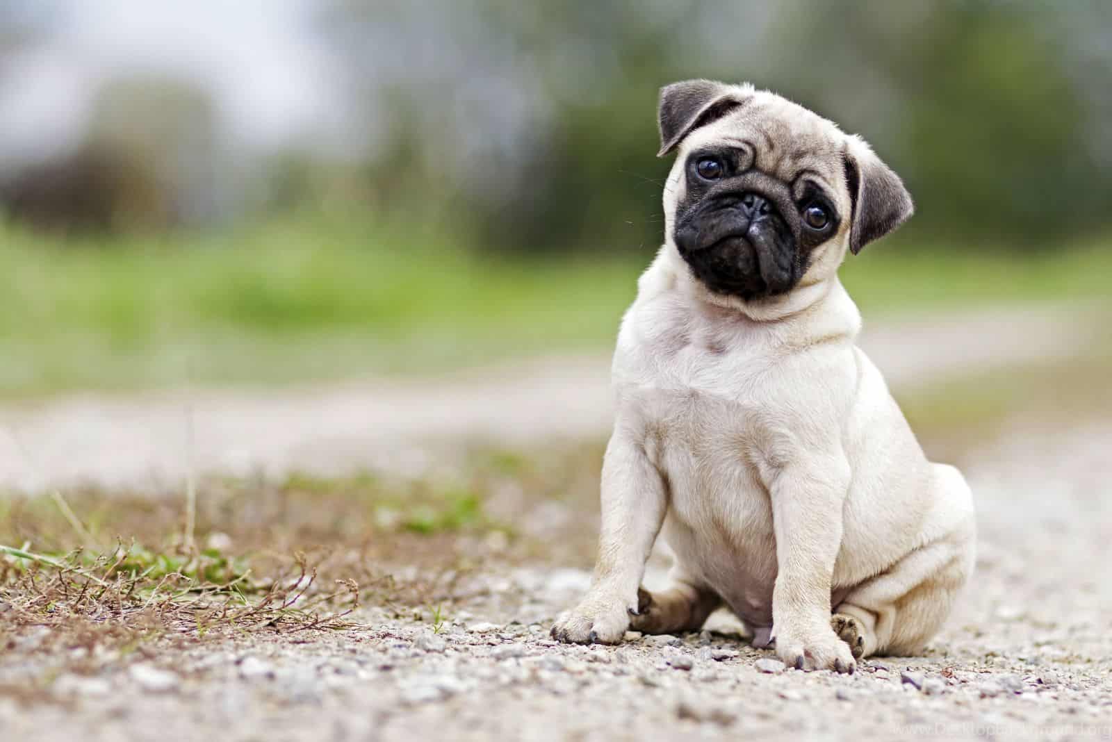 Cachorro Pug en el parque