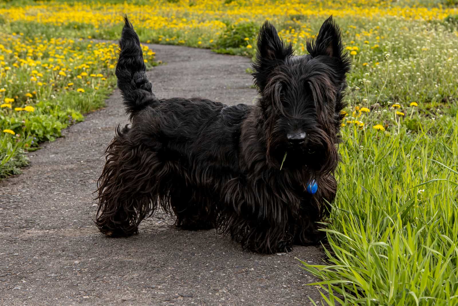 Cachorro Scottish Terrier caminando por un sendero en el césped
