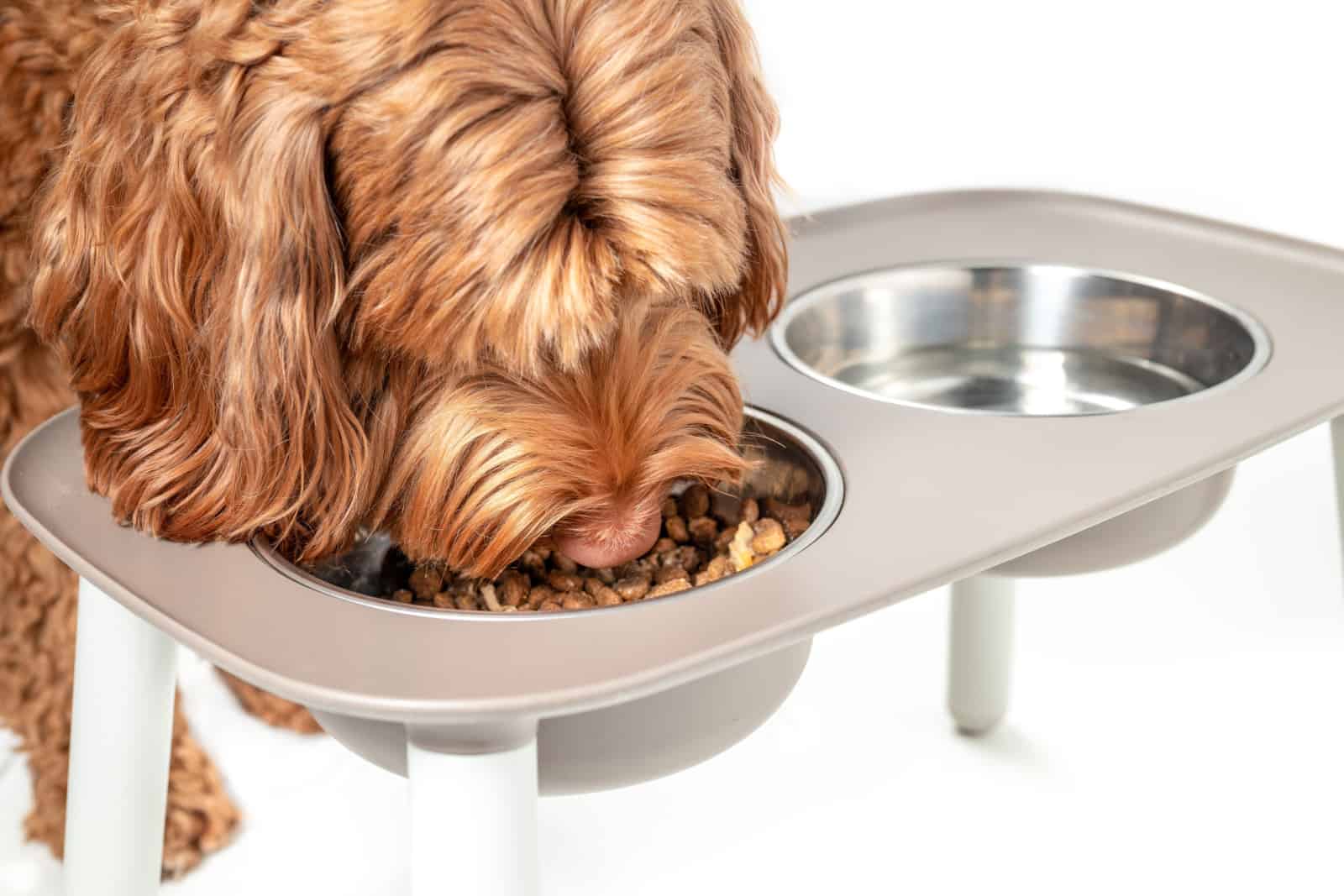 Perro labradoodle rojo comiendo de una estación de alimentación