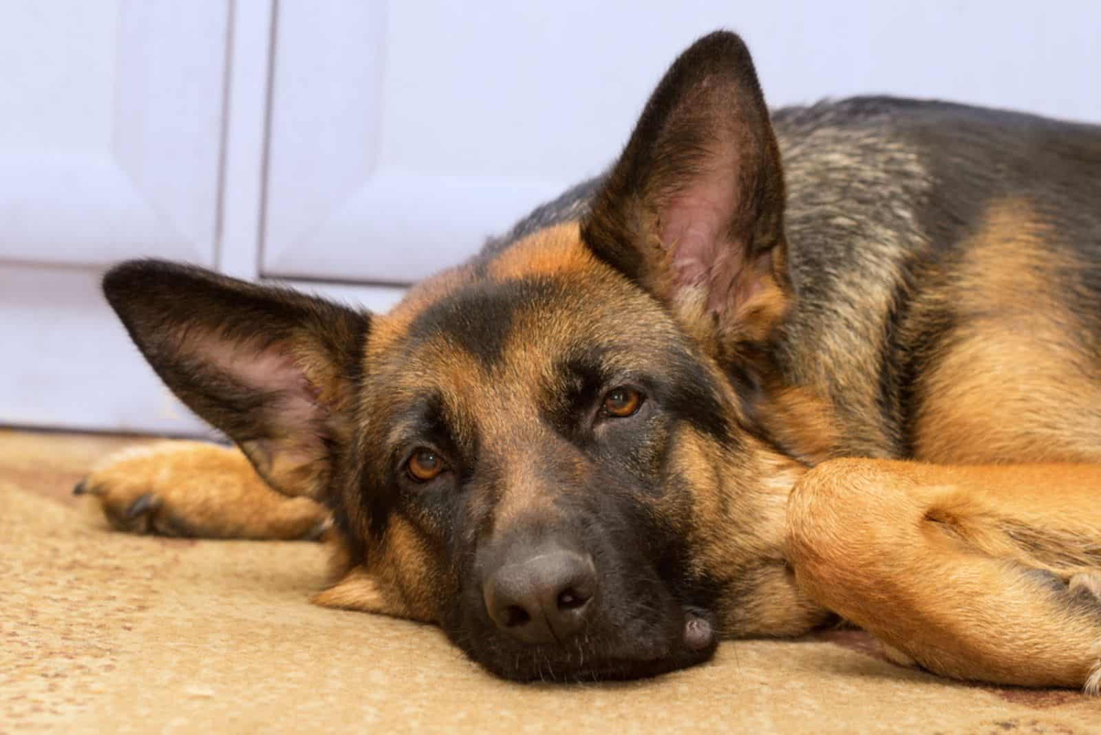 Perro pastor en interiores acostado en la alfombra