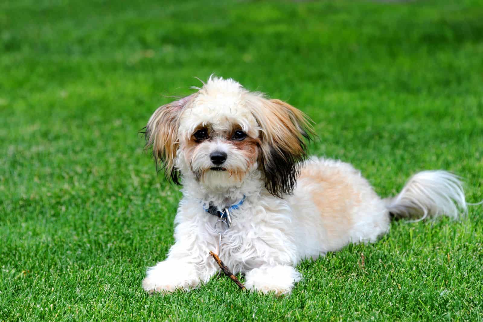 Shih Poo está acostado en el jardín