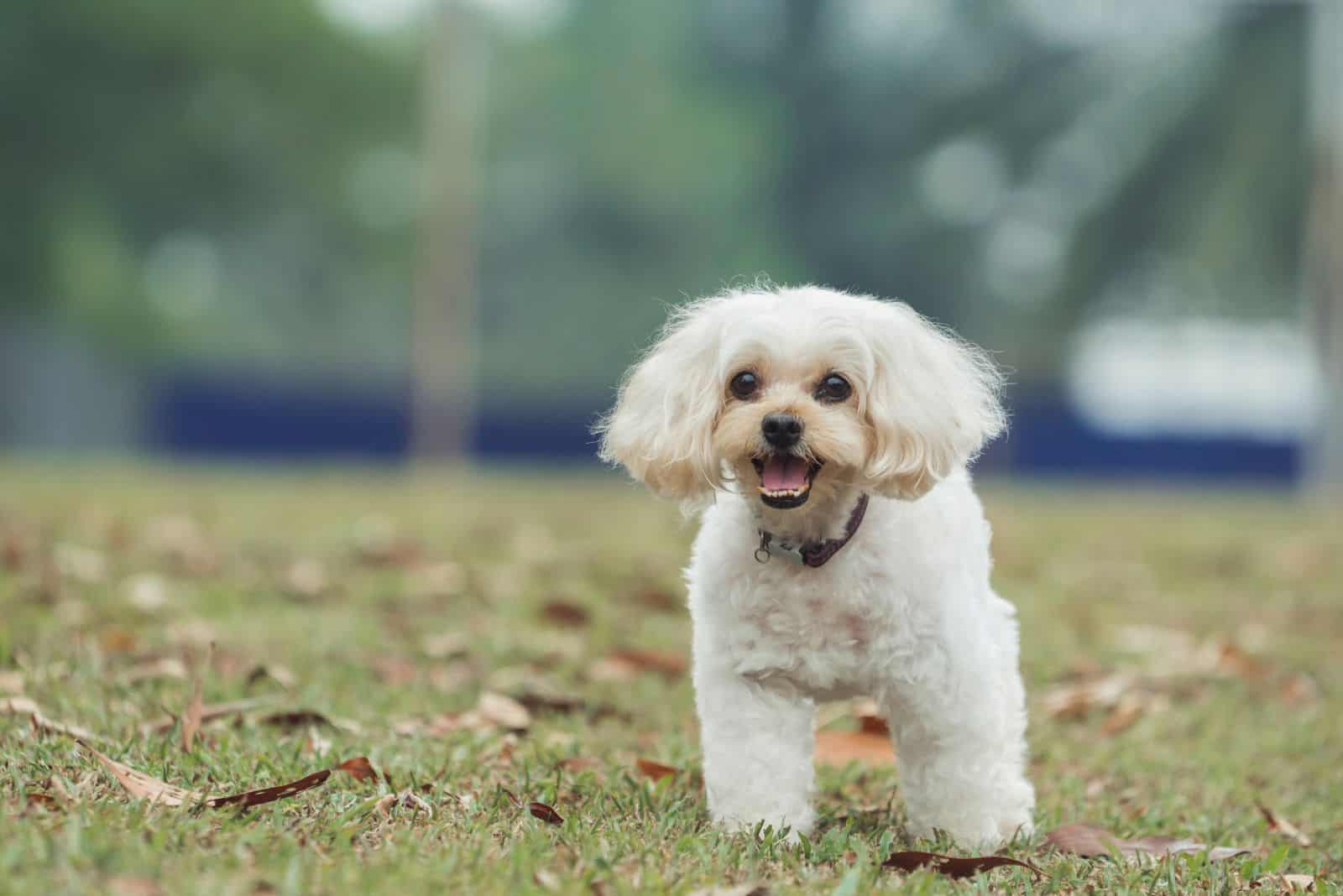 Shih Poo está jugando en el parque