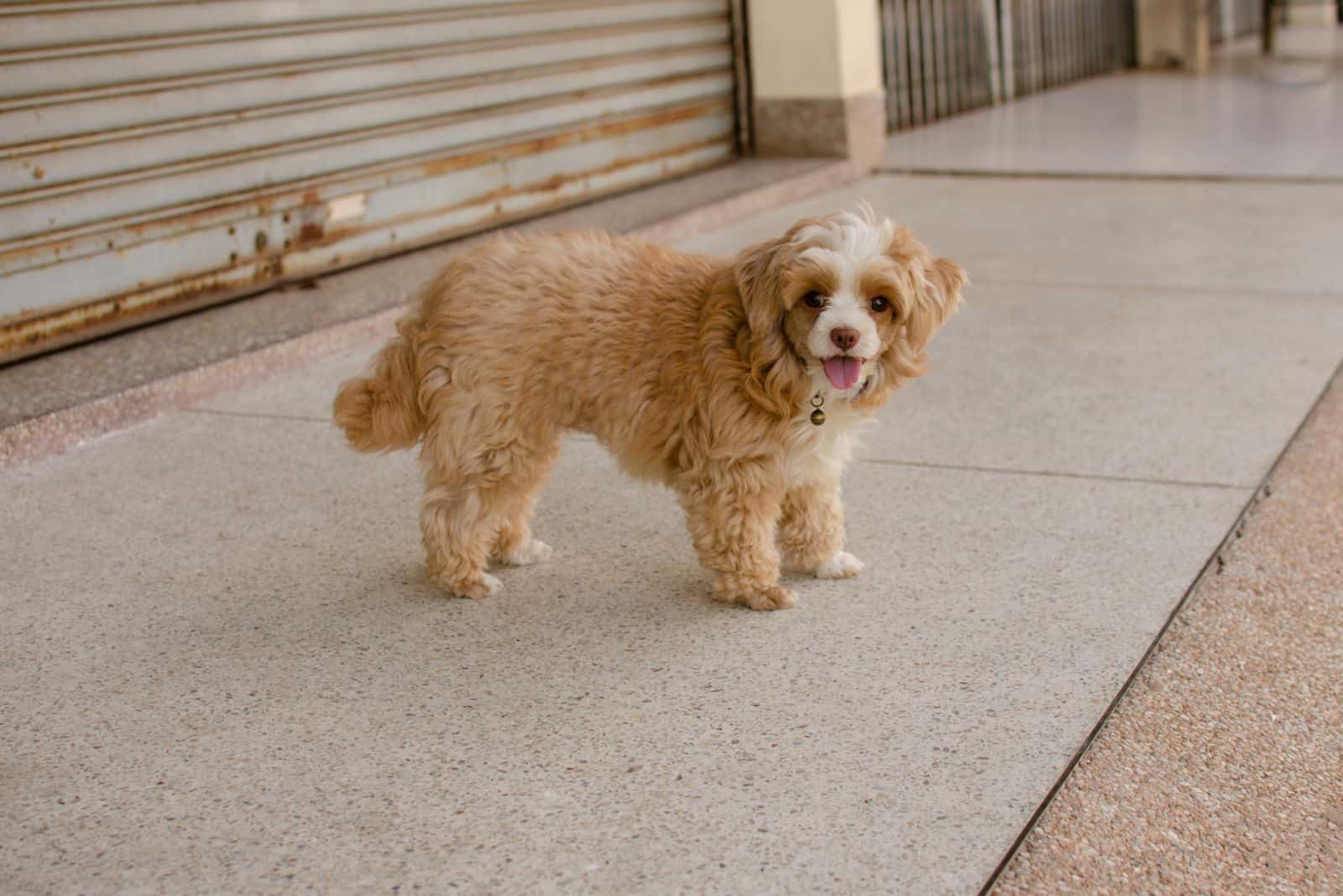 Shih Poo está parado en la acera
