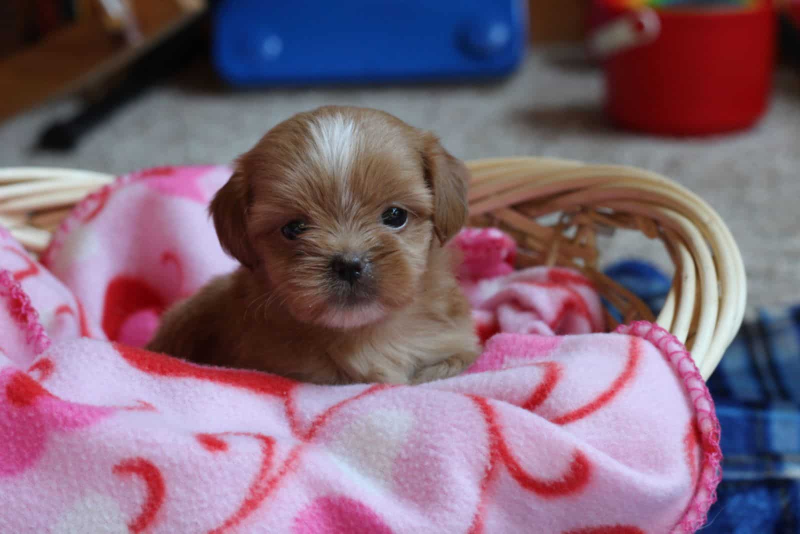 Cachorro Shih Poo en una cesta