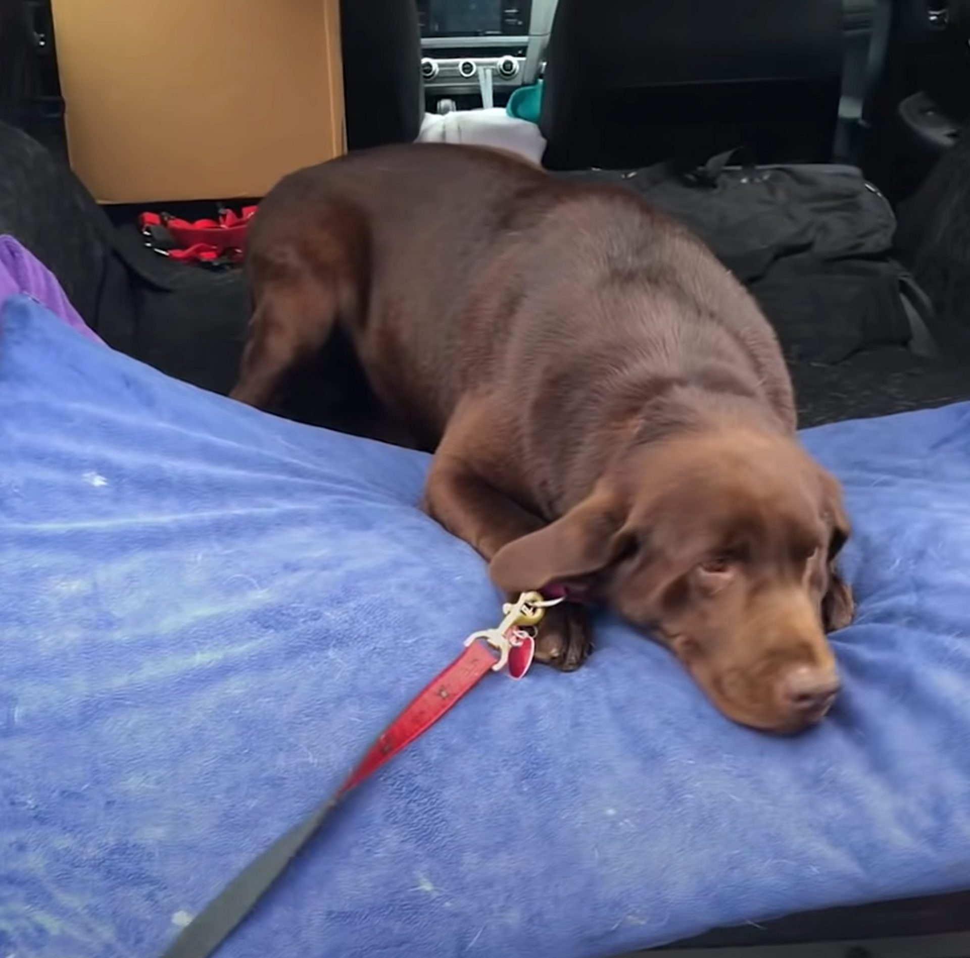 Cachorro traumatizado acostado en el coche sobre una manta azul