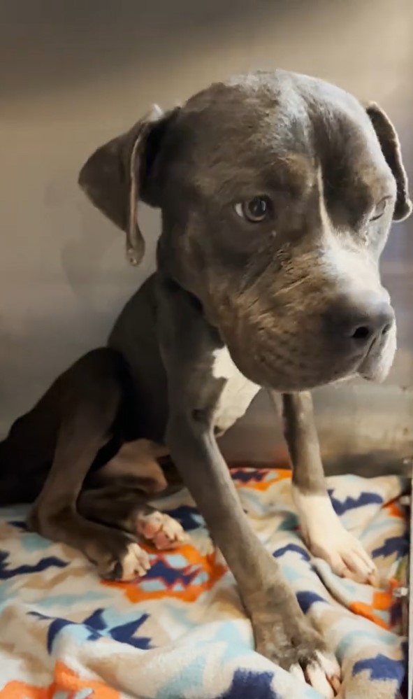 Perro negro descongelado