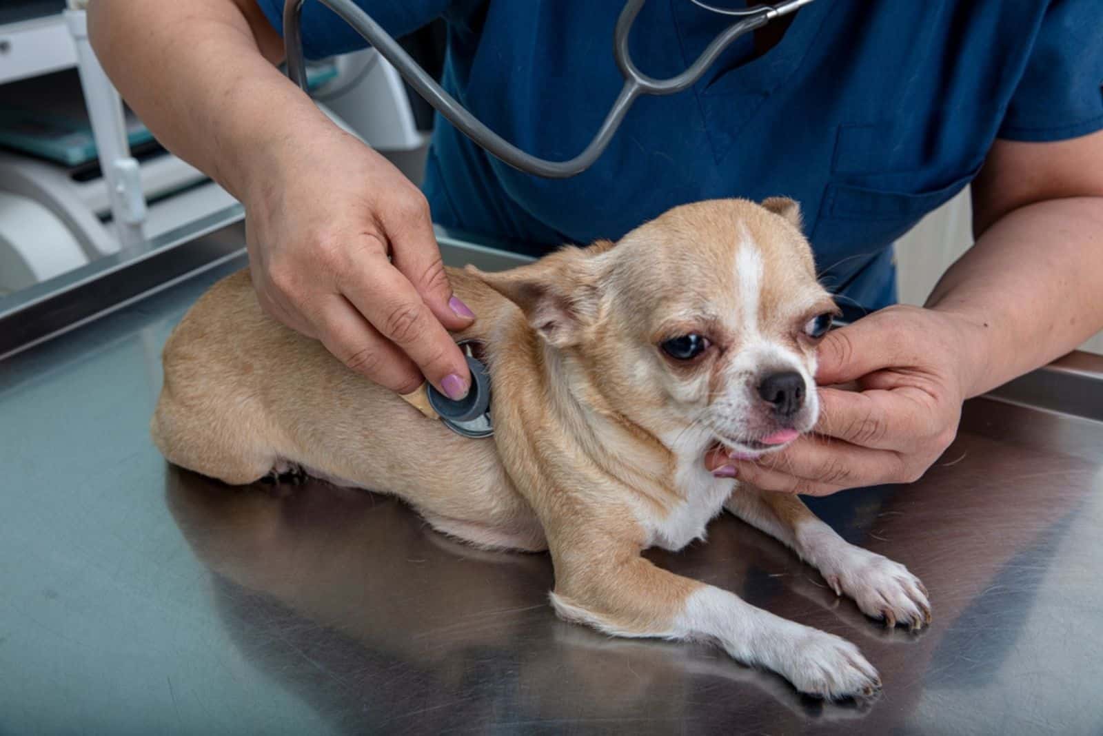 Veterinario examina al perro Chihuahua