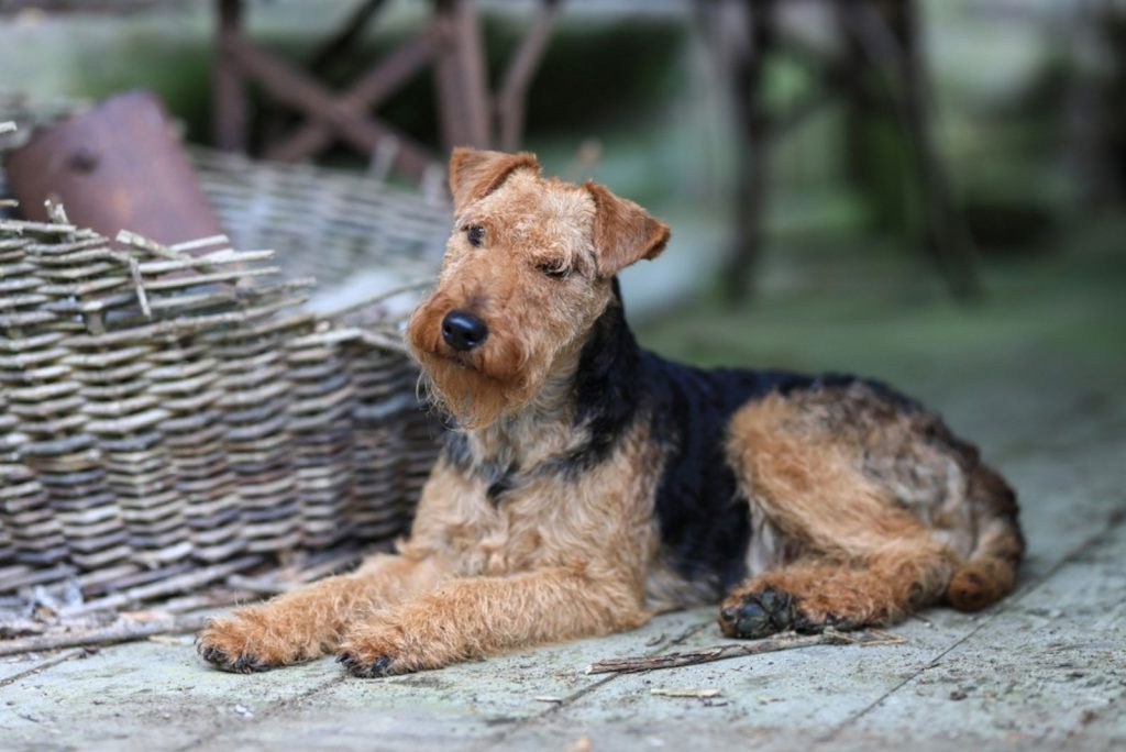 Perro Welsh Terrier sentado al aire libre