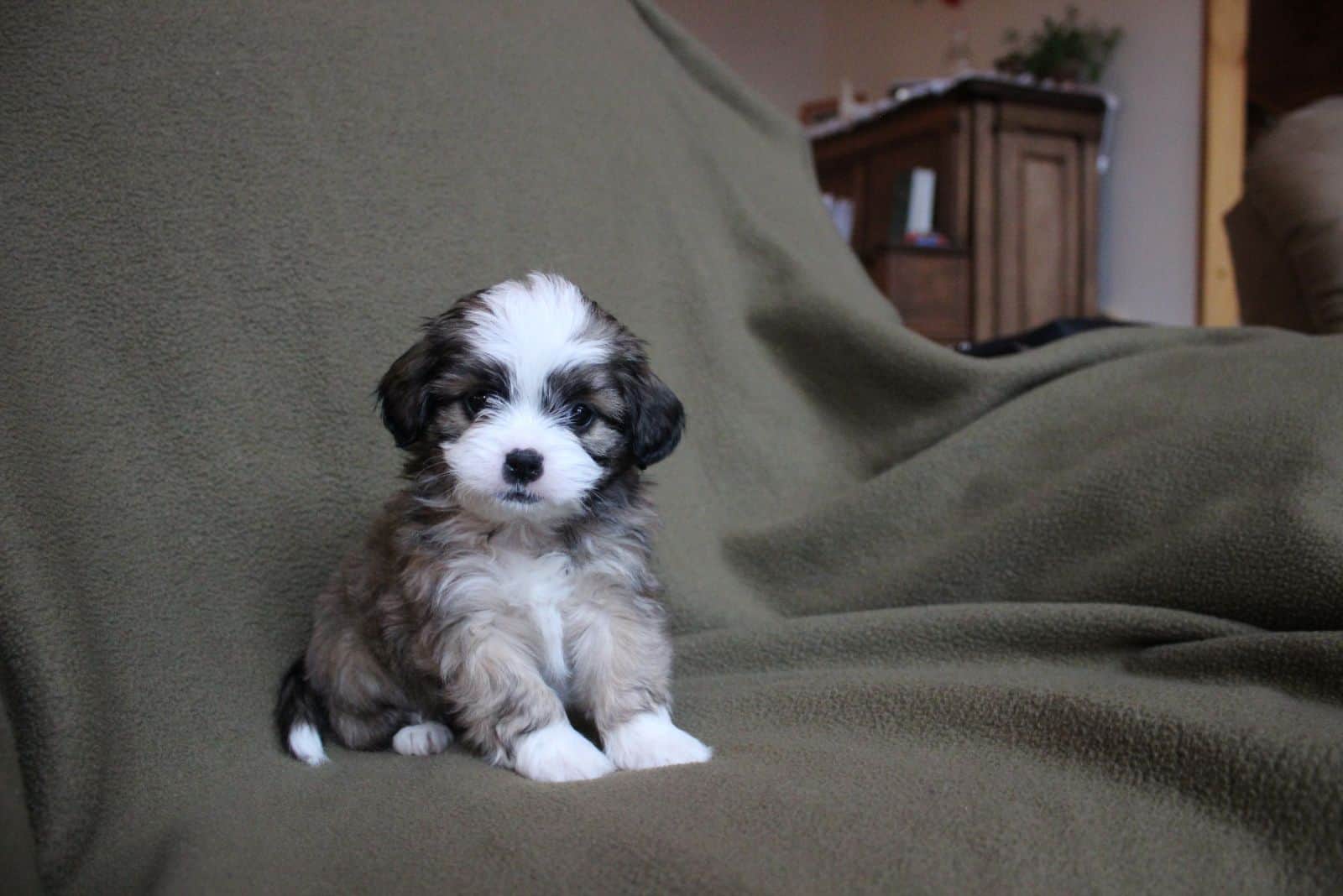 Cachorro Shih-Poo Blanco y Marrón