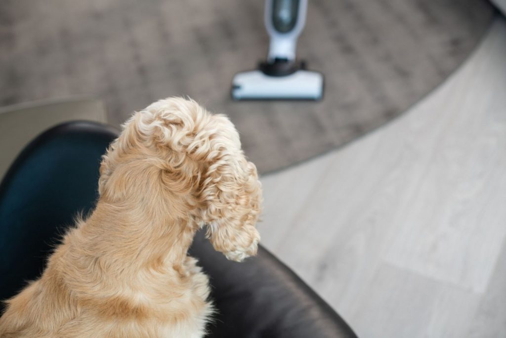 el perro tiene miedo del aspirador