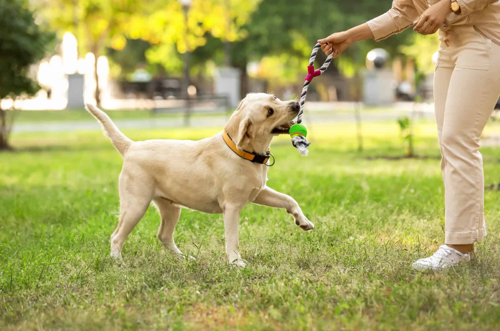 Mujer jugando con Labrador en parque en un día de verano