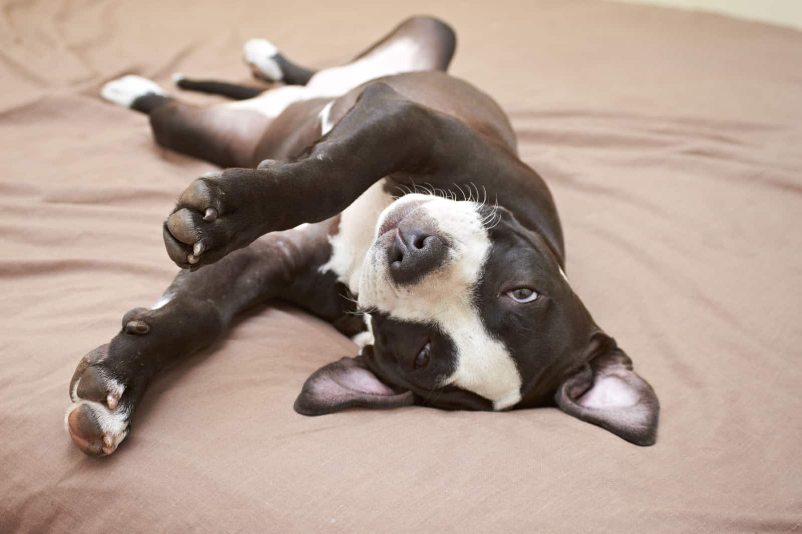 Cachorro joven de Pit Bull dormido en una cama beige suave