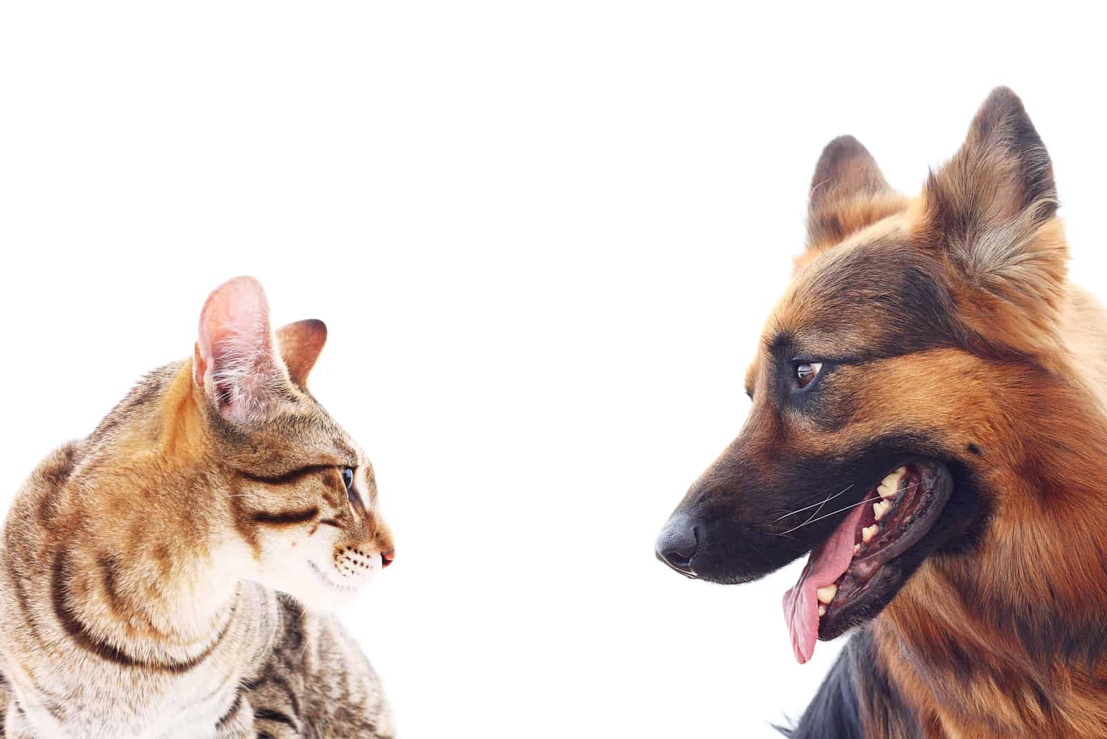 un hermoso pastor alemán y un gato mirándose el uno al otro