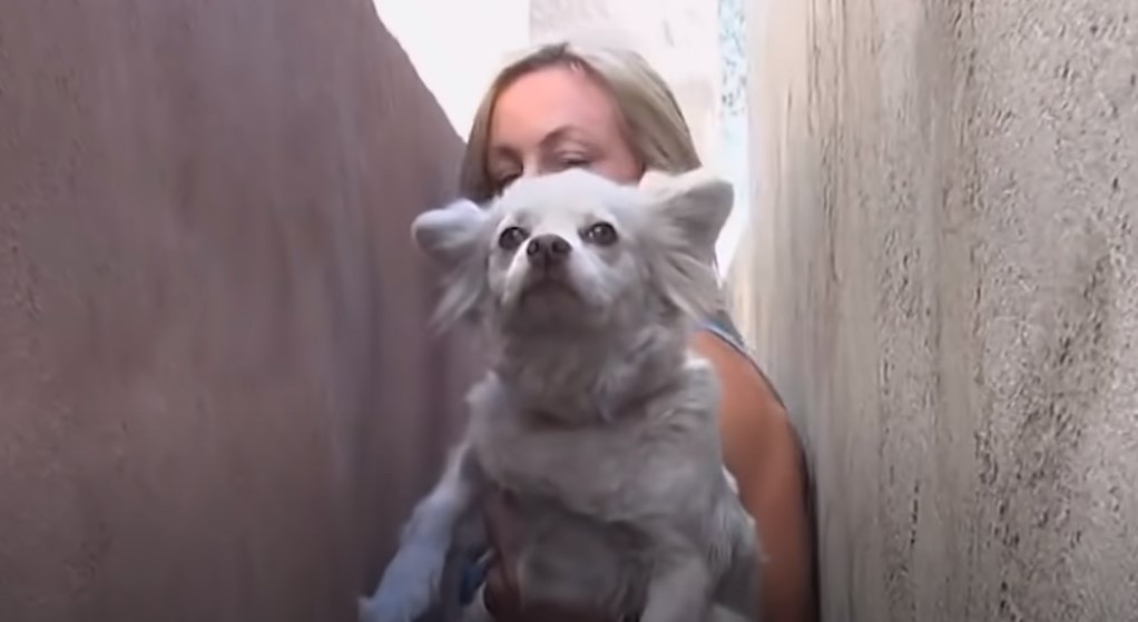 una mujer rubia sostiene un lindo cachorro blanco en sus brazos