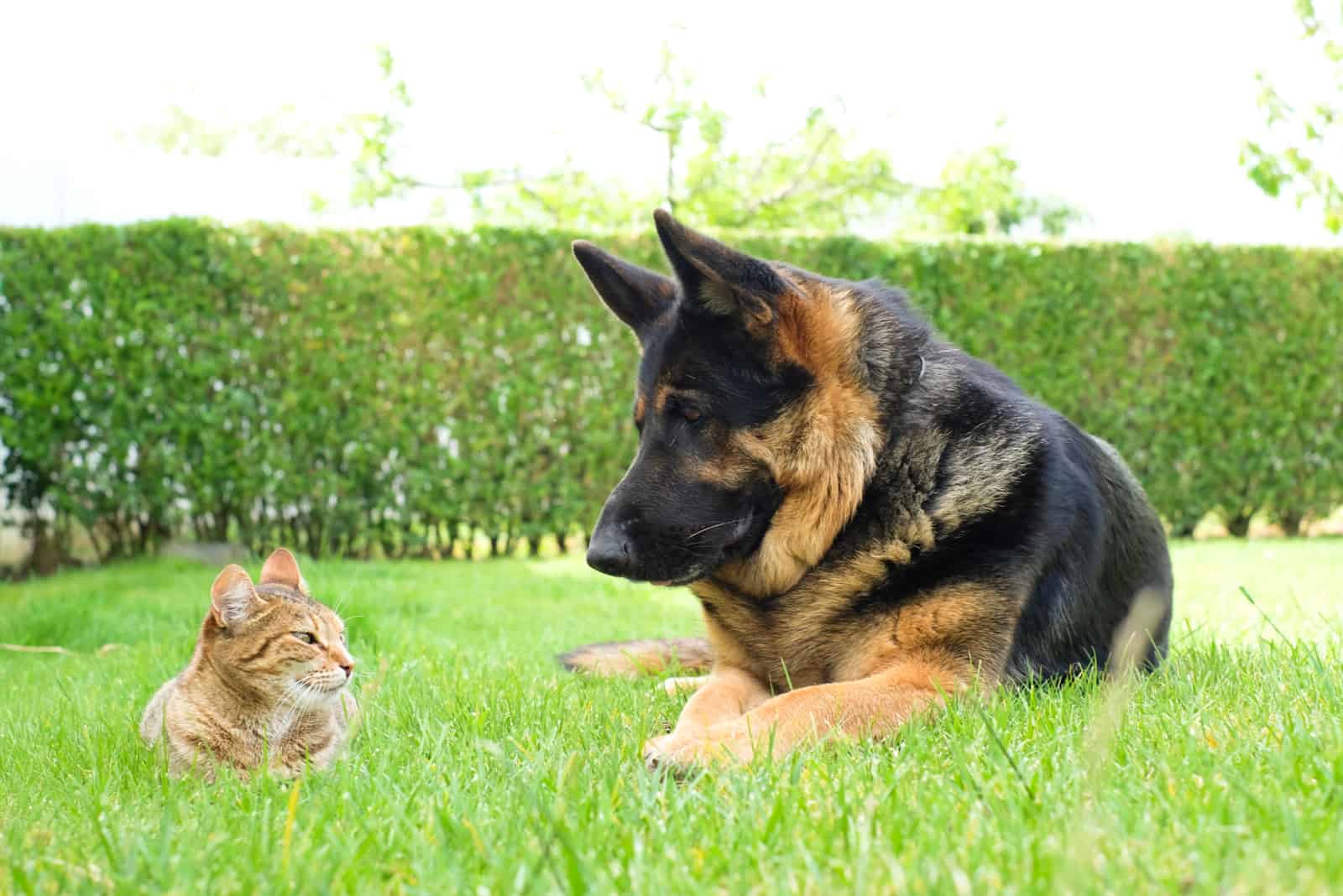 un gato y un pastor alemán están acostados en el césped