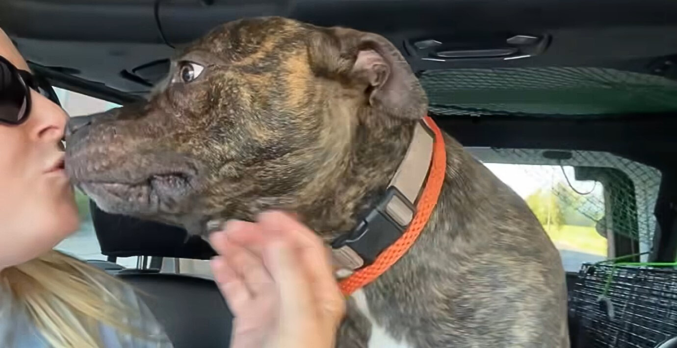 un perro colorido besa a una mujer en un coche