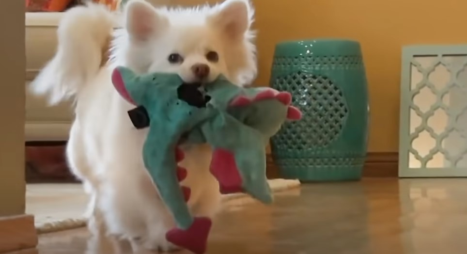 un lindo perro blanco lleva un juguete de peluche en la boca