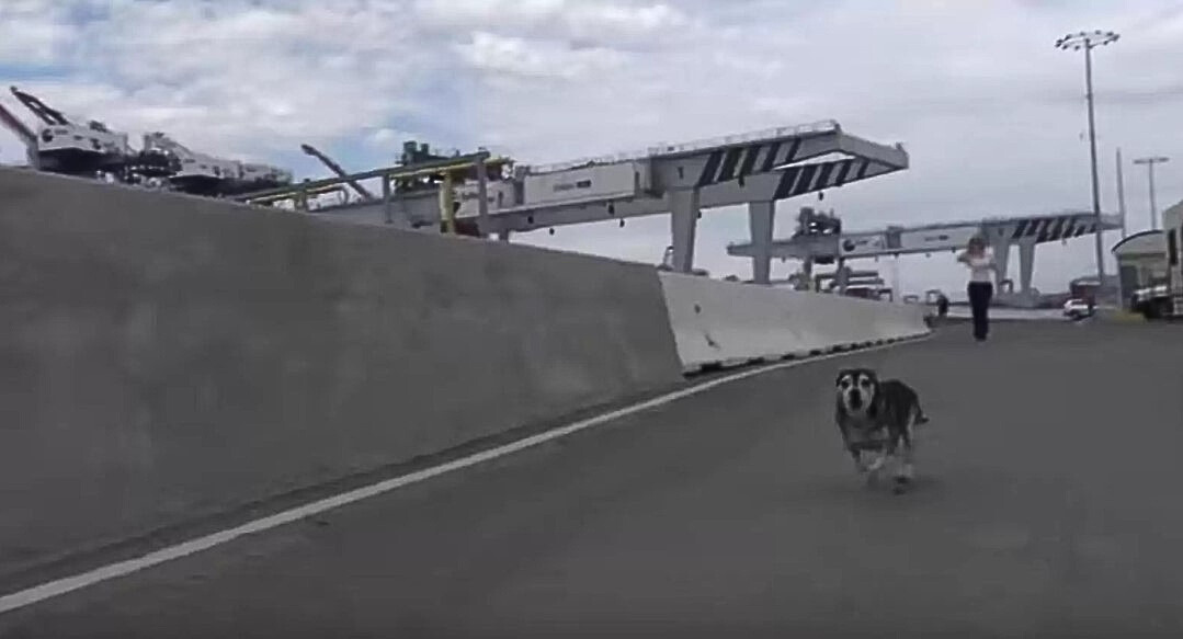 un perro asustado corre por la calle